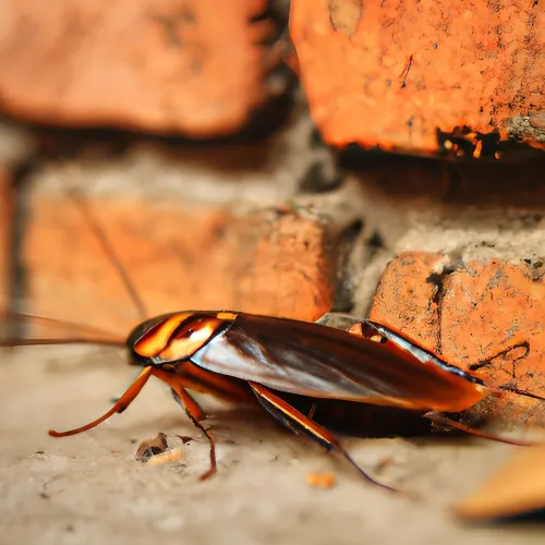 A cockroach crawling along an outside wall.