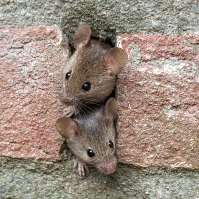 Two mice have their heads sticking out of a weep hole.