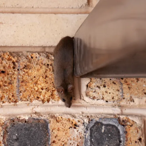 Mouse climbing down a brick wall.
