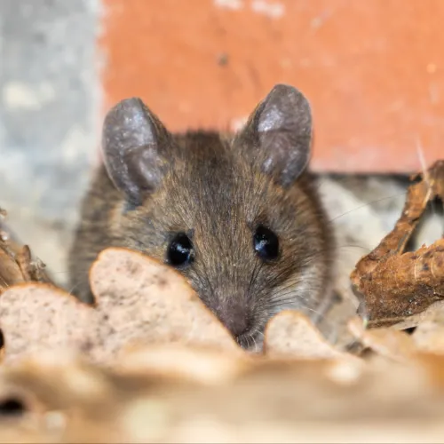 A mouse lays near an entry point into a brick wall.