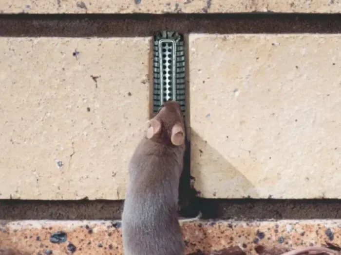 A protected brick weep hole with mouse trying to enter.