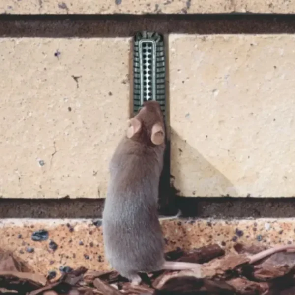 A mouse being blocked from entering a hole because of a Weepa Protector weep hole cover.